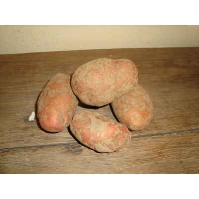 jeannette 5kg (Bio-Kartoffel)