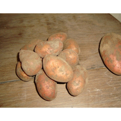 grenaille Jeanette 5kg BIO (pomme de terre BIO)