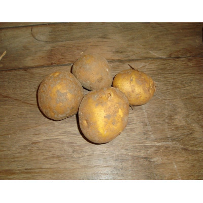 Charlotte 5kg Organic (biologische aardappel)